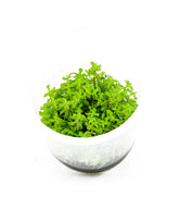 ADA  Rotala rotundifolia 'Wayanad' IC432